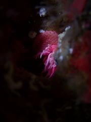 Okenia rosacea