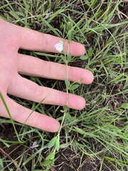 Justicia anagalloides