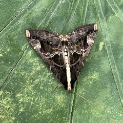 Sphingomorpha chlorea