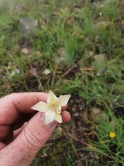 Gladiolus longicollis