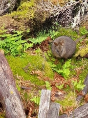 Thylogale billardierii