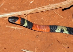 Oxyrhopus guibei
