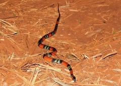 Oxyrhopus guibei