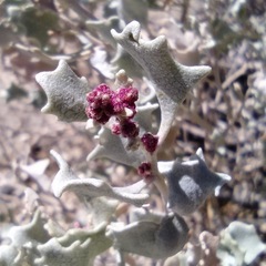 Atriplex hymenelytra