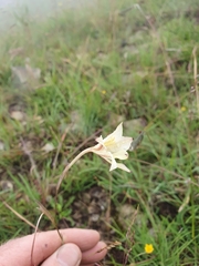 Gladiolus longicollis