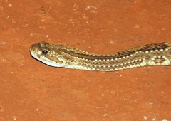 Crotalus durissus