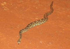 Crotalus durissus