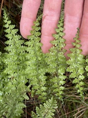 Dryopteris glabra