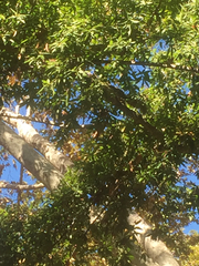 Sciurus niger rufiventer