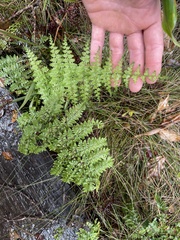 Dryopteris glabra