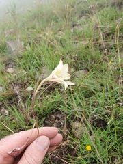 Gladiolus longicollis