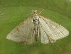Udea lutealis