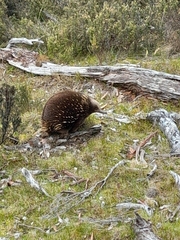 Tachyglossus aculeatus setosus