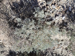 Atriplex hymenelytra