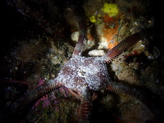 Ophioderma panamense