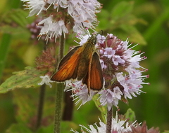 Thymelicus sylvestris