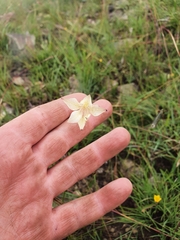 Gladiolus longicollis