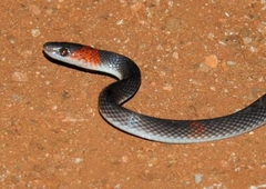 Oxyrhopus petolarius