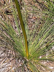 Xanthorrhoea brunonis