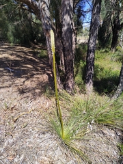 Xanthorrhoea brunonis