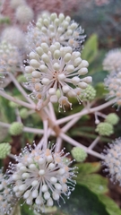 Fatsia japonica