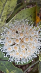 Fatsia japonica