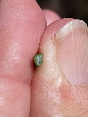 Xanthorrhoea brunonis