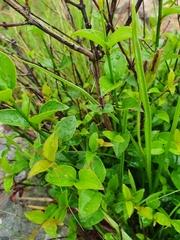 Halleria lucida