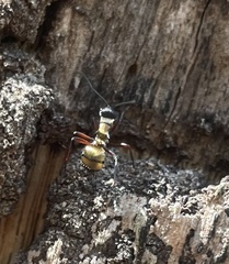 Polyrhachis rufifemur