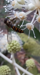 Episyrphus balteatus