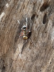 Polyrhachis rufifemur