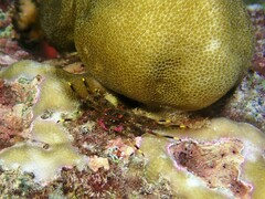 Percnon planissimum