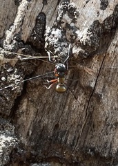 Polyrhachis rufifemur