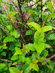 Halleria lucida