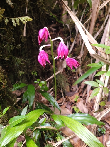 Calanthe pulchella, photograph 3