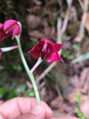 Calanthe pulchella, photograph 4