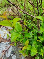 Halleria lucida