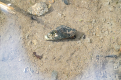 Semisulcospira libertina