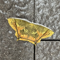 Thinopteryx citrina