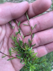 Kunzea leptospermoides