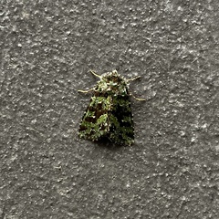 Plexiphleps stellifera