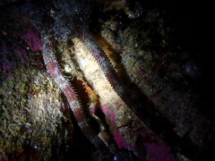 Ophioderma panamense