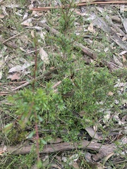 Kunzea leptospermoides