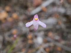 Utricularia tenella