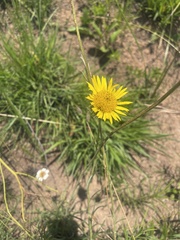 Berkheya zeyheri zeyheri