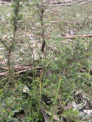 Kunzea leptospermoides