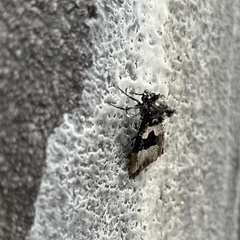 Phlogophora albovittata