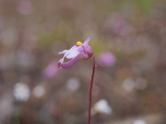 Utricularia tenella
