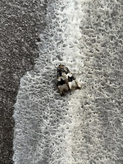 Phlogophora albovittata