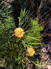 Isopogon anethifolius